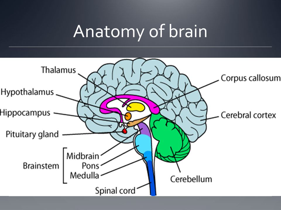 De que color es el cerebro humano